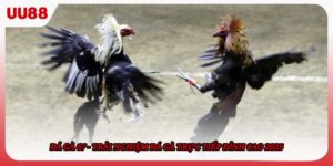 Đá gà 67 - Trải Nghiệm Đá Gà Trực Tiếp Đỉnh Cao 2025