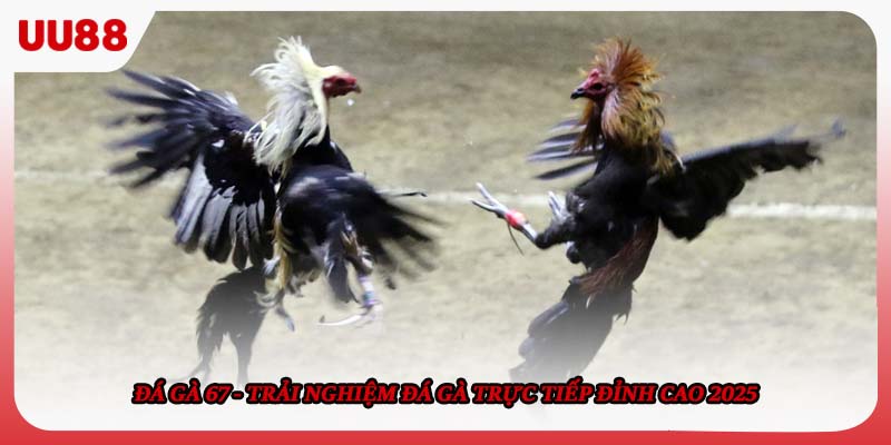 Đá gà 67 - Trải Nghiệm Đá Gà Trực Tiếp Đỉnh Cao 2025