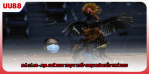 Đá Gà 88 - Địa Chỉ Xem Trực Tiếp Chọi Kê Miễn Phí 2025