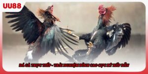 Đá Gà Trực Tiếp - Trải Nghiệm Đỉnh Cao Cực Kỳ Hấp Dẫn