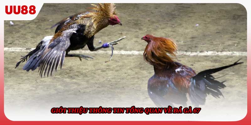 Giới thiệu thông tin tổng quan về đá gà 67