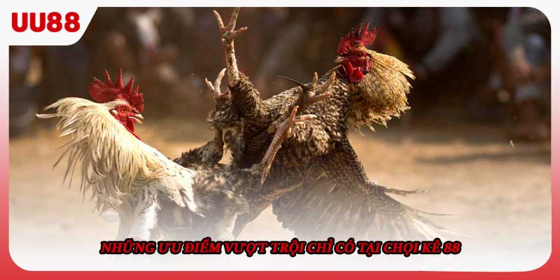 Những ưu điểm vượt trội chỉ có tại chọi kê 88 
