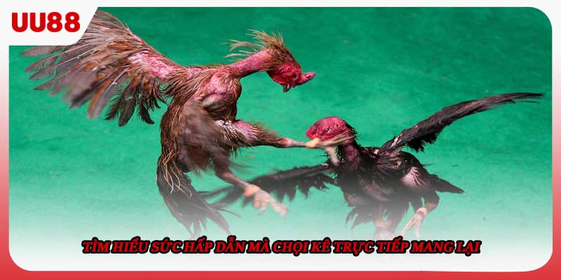 Tìm hiểu sức hấp dẫn mà chọi kê trực tiếp mang lại 