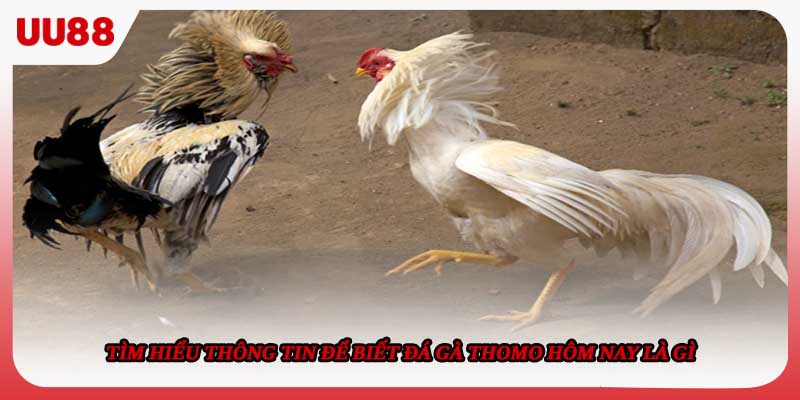 Tìm hiểu thông tin để biết đá gà Thomo hôm nay là gì